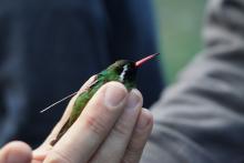 Con éxito, logran colocar radiotransmisores a varias especies de colibríes considerados como las aves más diminutas del planeta.