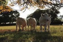 Nota: Carne cero deforestación