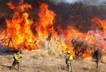 Nota: Incendios en Jalisco