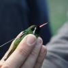 Con éxito, logran colocar radiotransmisores a varias especies de colibríes considerados como las aves más diminutas del planeta.